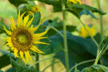 Yazın ayçiçekleri, arkaplan resmi veya grafik kaynağı olarak kullanmak için mükemmel