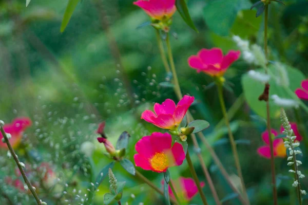 Цветы Саду Красными Лепестками Подходит Использования Качестве Обоев — стоковое фото