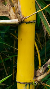 Doğal dokuya sahip sarı bambu çubukları, resimler duvar kağıdı veya grafik kaynağı olarak kullanmak için uygundur