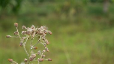 Bulanık arka planı olan yabani bitkiler, duvar kâğıdı veya grafik kaynak olarak kullanılmak için uygundur, tırnak içinde alıntılar ve diğerleri
