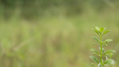 Bulanık arka planı olan yabani bitkiler, duvar kâğıdı veya grafik kaynak olarak kullanılmak için uygundur, tırnak içinde alıntılar ve diğerleri