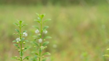 Bulanık arka planı olan yabani bitkiler, duvar kâğıdı veya grafik kaynak olarak kullanılmak için uygundur, tırnak içinde alıntılar ve diğerleri