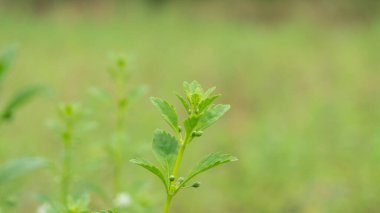 Bulanık arka planı olan yabani bitkiler, duvar kâğıdı veya grafik kaynak olarak kullanılmak için uygundur, tırnak içinde alıntılar ve diğerleri