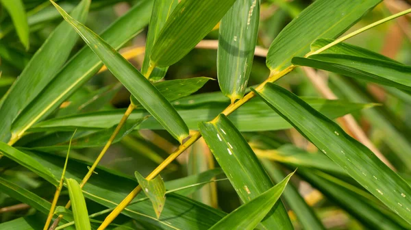 Dense Bamboo Leaves Images Suitable Use Wallpaper Graphic Resources — Stock Photo, Image
