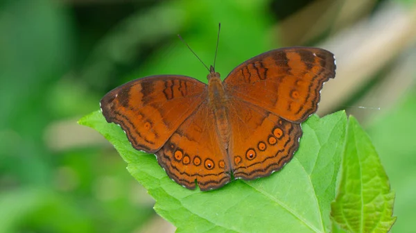여름에 나뭇잎에 아름다운 나비는 독특하여 동물을 속이고 — 스톡 사진