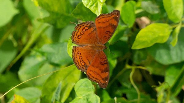 Beau Papillon Perché Sur Une Feuille Été — Photo