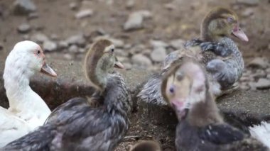 A goose that is cleaning itself by brushing its feathers.