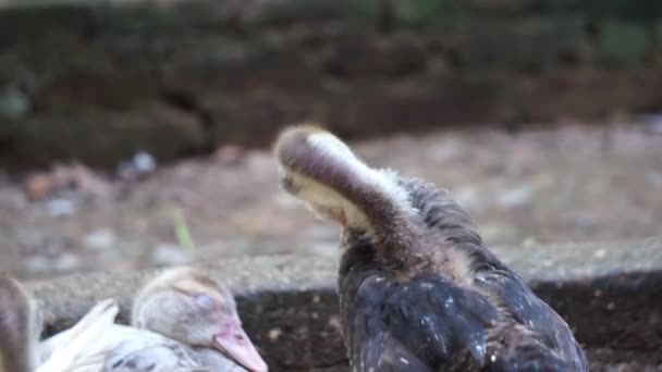 Goose Cleaning Itself Brushing Its Feathers — стоковое видео