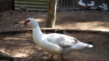A goose that is cleaning itself by brushing its feathers.