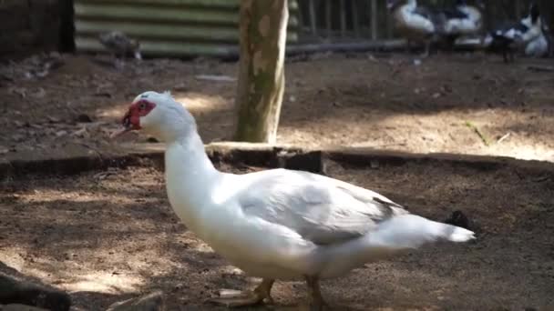Goose Cleaning Itself Brushing Its Feathers — kuvapankkivideo