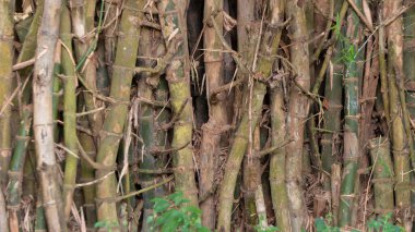 Orman bambusu normal bambudan daha dayanıklıdır. Genellikle ormanın ortasında bir konut olarak kullanılır.