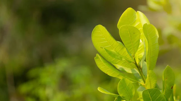 Cashew Leaf Fruit Many Health Benefits Cashew Seeds Can Used — Stok Foto