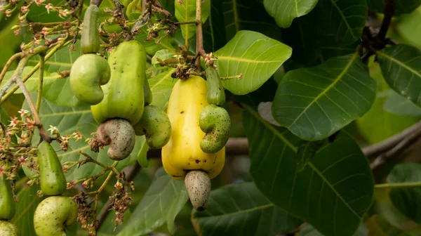 Cashew, a fruit with many health benefits. Cashew seeds can be used as a snack