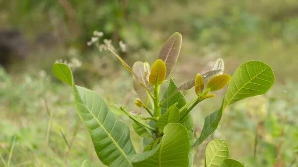 Cashew Leaf Buah Dengan Banyak Manfaat Kesehatan Biji Mete Dapat — Stok Foto