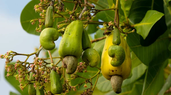 Cashew, a fruit with many health benefits. Cashew seeds can be used as a snack
