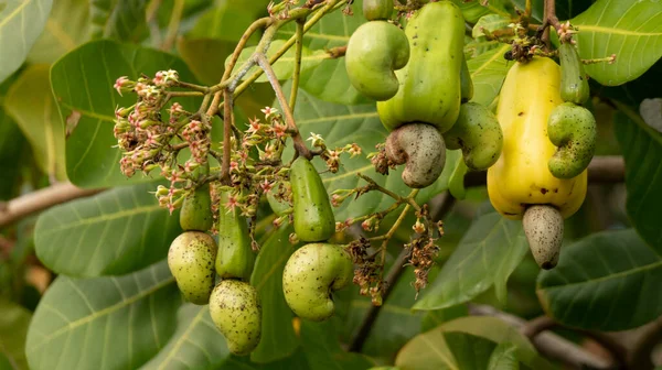 Cashew, a fruit with many health benefits. Cashew seeds can be used as a snack