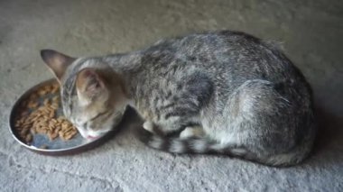 Bir kedi yemek yiyor. Köpeklerin yanı sıra insanların aşina olduğu en tatlı hayvanlardan biri.