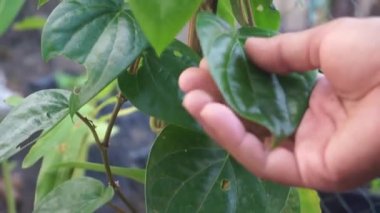 Touch the betel leaf, ensure it is free from pests. Betel leaf for natural anti-septic, anti-bacterial