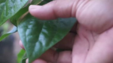 Betel yaprağına dokun, zararlı olmadığından emin ol. Doğal antiseptik ve anti bakteriyel için Betel yaprağı