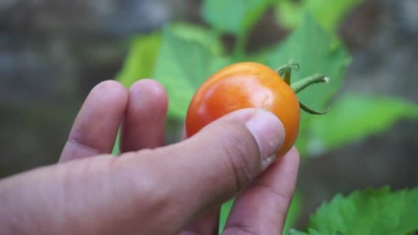 Feel Tomatoes Make Sure Free Pests Plants Free Diseases Patek — Vídeo de Stock