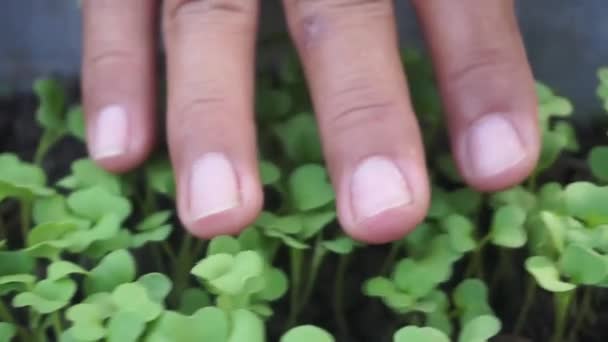 Fingering Mustard Seeds Making Sure Free Pests Plants Free Diseases — Vídeo de Stock