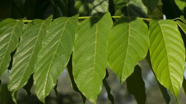 Rows of leaves with natural texture in summer. Images are suitable for use as educational tools or graphic resources