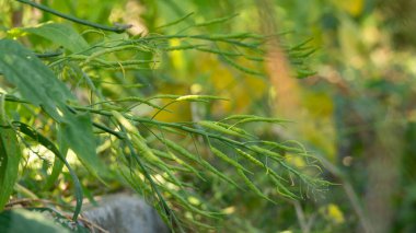 Yardlong bean, a plant with an elongated shape with a variety of nutrients for food. These vines are easy to cultivate, resistant to pests and do not require a lot of water