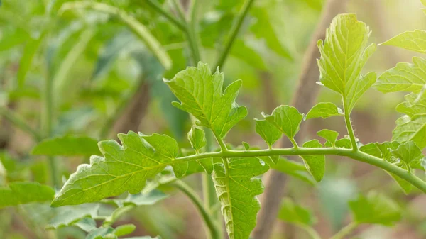 Daun Tomat Terlihat Subur Dan Sehat Dengan Metode Penanaman Organik — Stok Foto