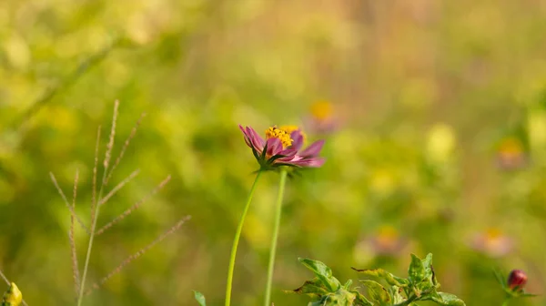 Kenikir Cosmos Caudatus Type Vegetable Usually Eaten Directly Fresh Vegetables — Photo