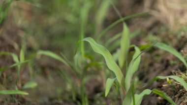 Kurak mevsimde mısır yaprağı. Pirinç ve buğdaydan başka alternatif gıda olarak yüksek satış değeri olan bitkilerden biri.