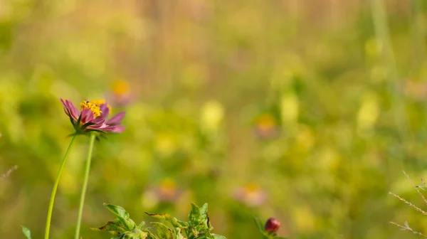 Kenikir Cosmos Caudatus Type Vegetable Usually Eaten Directly Fresh Vegetables — Photo