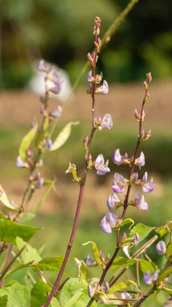 Canavalia Ensiformis Plant Elongated Shape Variety Nutrients Food Vines Easy — Foto Stock