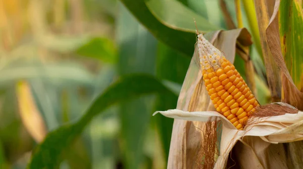 Corn Cobs Open Harvest Dry Quickly Picking One Plants Has — Stock Photo, Image