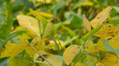 Soybean plant, harvest time. Soybean is a product with high vegetable protein which is usually processed as milk and other products.