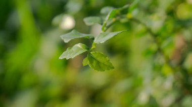 Leaves with bokeh background. Suitable for use as a graphic resource, wallpaper, basic material for greeting cards, wedding invitations, postcards and the like