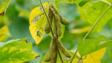 Soybean plant, harvest time. Soybean is a product with high vegetable protein which is usually processed as milk and other products.