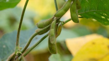 Soybean plant, harvest time. Soybean is a product with high vegetable protein which is usually processed as milk and other products.