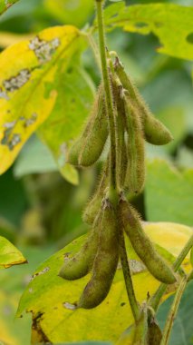 Soybean plant, harvest time. Soybean is a product with high vegetable protein which is usually processed as milk and other products.