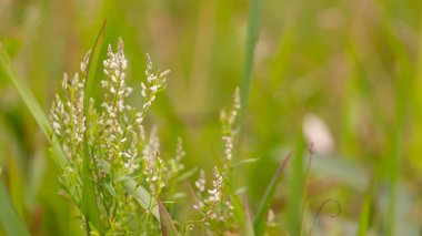 Canlı yeşil çimenlerin arasında büyüyen narin beyaz çiçeklerin yakın çekimi. Sığ alan derinliği botanik, ilkbahar ve çevresel temalar için mükemmel sakin, doğal ve huzurlu bir açık hava manzarası yaratır..