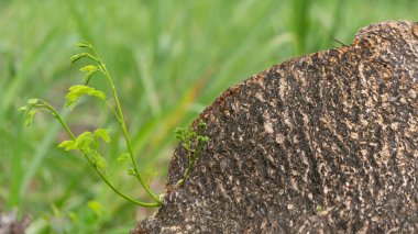 Samanea saman shoots, which grow from the trunk of a fallen tree. This plant is a long-lived tree species. With a hard wood texture suitable for furniture