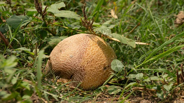 Rotten melon crop failure. Pest attacks and changing seasons make melon farmers fail to harvest