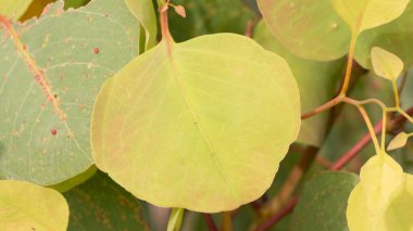 Okaliptüs populus, eşsiz kokulu yaprağı olan bir bitki, genellikle ovma yağı ve çeşitli bitkisel ilaçlar olarak kullanılır..