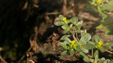 Portulaca oleracea, bitkisel faydaları olan yabani bitkilerden biri, antioksidan, ağrı kesici. Yan etkileri olmayan bitkisel ilaçlar.
