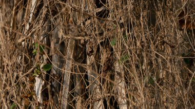 Örülmüş bambu, aşınmamak için pirinç tarlalarının toprağını muhafaza ediyor. Çiftlik arazilerindeki aşınmayı önlemenin geleneksel ve ucuz yollarından biri.