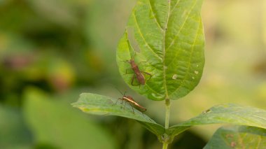 Pirinç böceği veya Leptocorisa oratoria, yırtıcıları korkutmak için keskin bir koku yayan bir pirinç ve diğer bitkiler. Bu tür haşereler ekme dönemine sık sık müdahale eder.