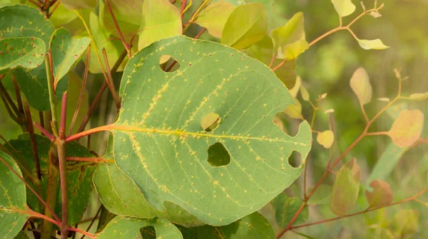 Eucalyptus populus, a plant with a unique smelling leaf, is usually used as rubbing oil, and various other herbal remedies.