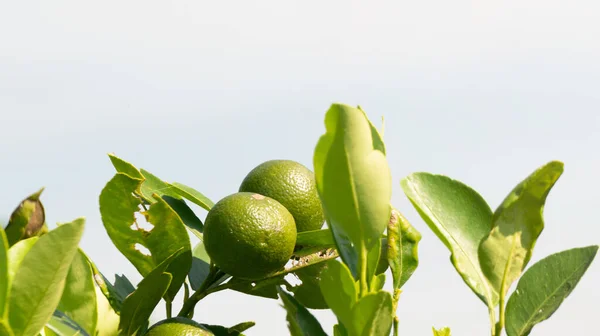 Key lime, fruit with a sour taste to complement the dish. With various advantages, providing a unique taste and health benefits, herbal medicine for whooping cough