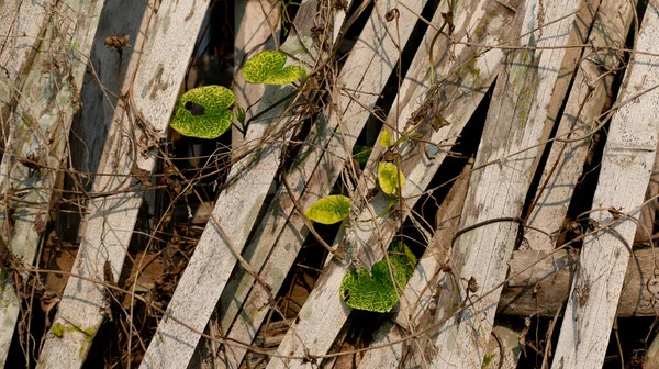 竹を織り 侵食しないように水田の土壌を保持する 農地への侵食を防ぐための伝統的で最も安い方法の1つ — ストック写真