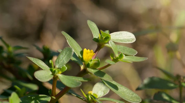 Portulaca Oleracea Bitkisel Faydaları Olan Yabani Bitkilerden Biri Antioksidan Ağrı — Stok fotoğraf