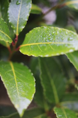 büyüyen defne ağacının yaprakları